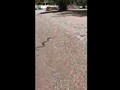 Αχαΐα: Φίδι κολυμπούσε στη θάλασσα (video)